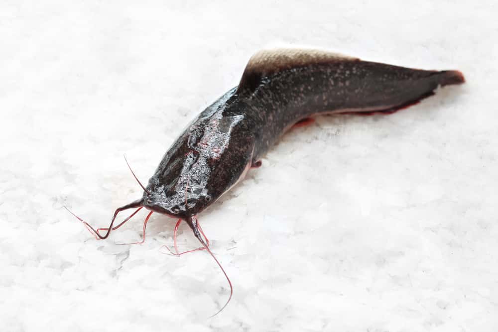 Ice Fishing For Catfish