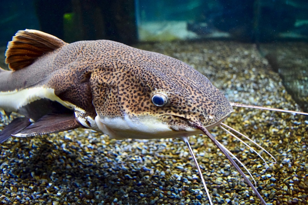 What Do Catfish Eat In A Fish Tank? - HookedOnCatfish