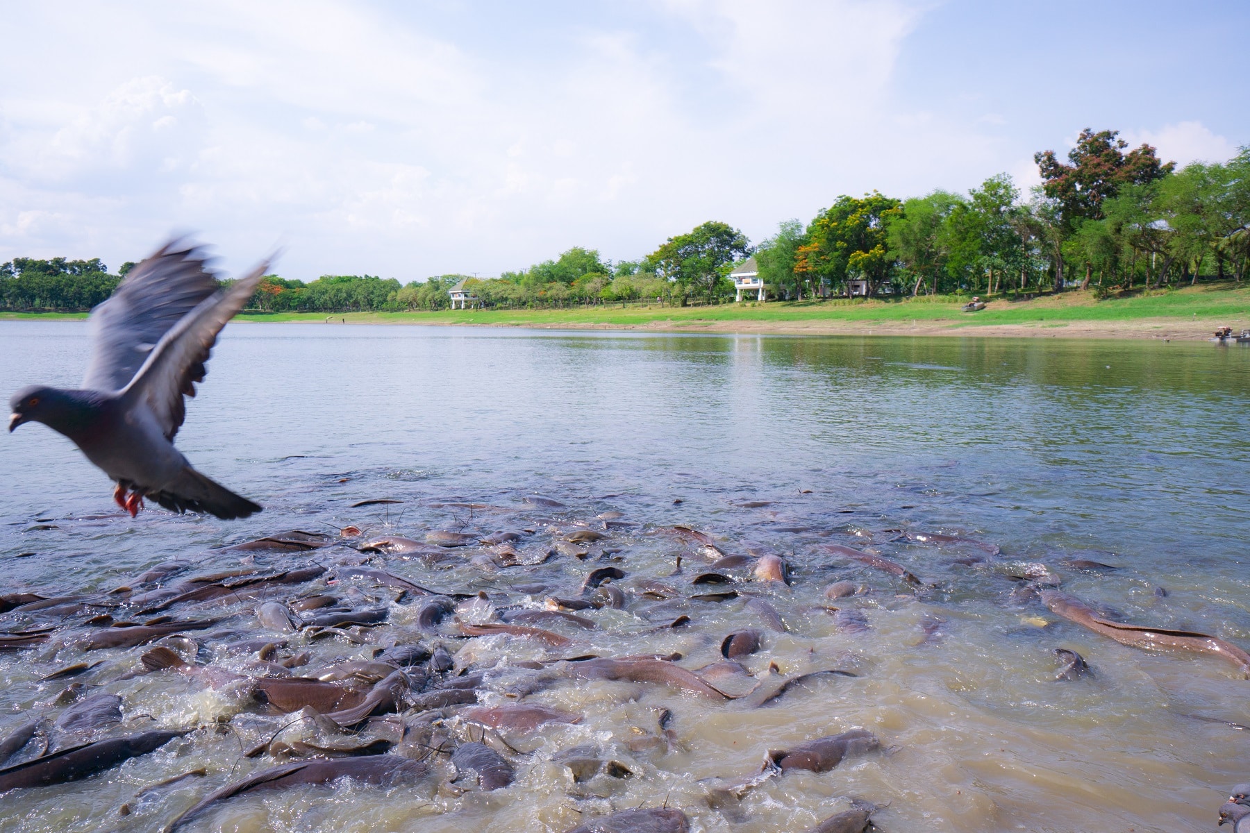 Will Catfish Eat Birds