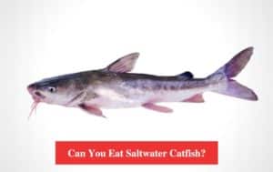 Can You Eat Saltwater Catfish