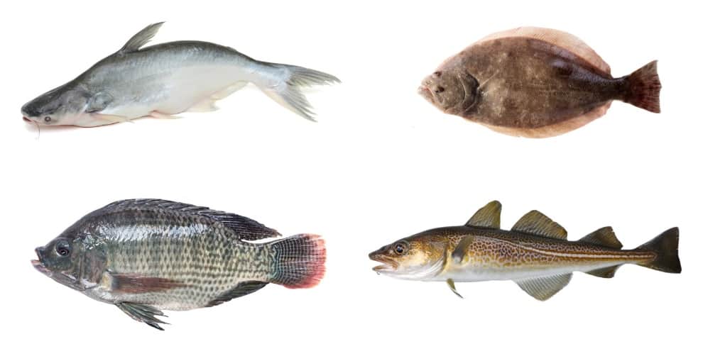 Fish Similar to Catfish