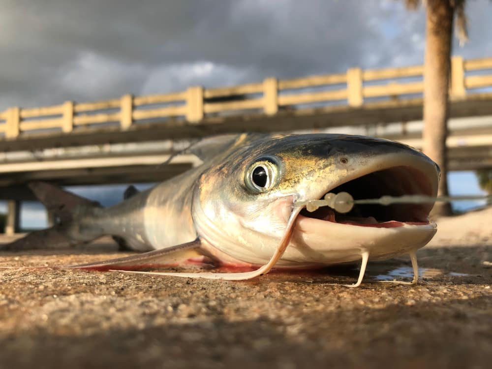 Fly Fishing for Catfish