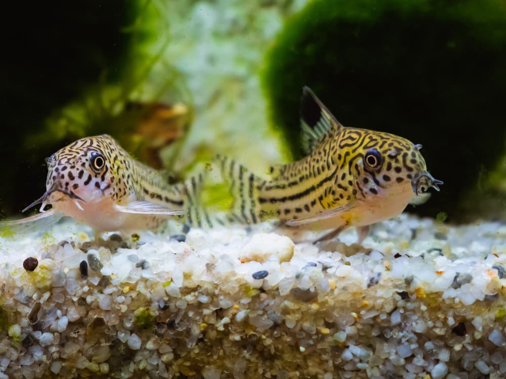 How Often do Cory Catfish Lay Eggs