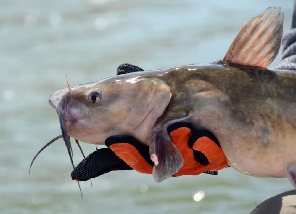 How to Fish for Catfish in a Lake