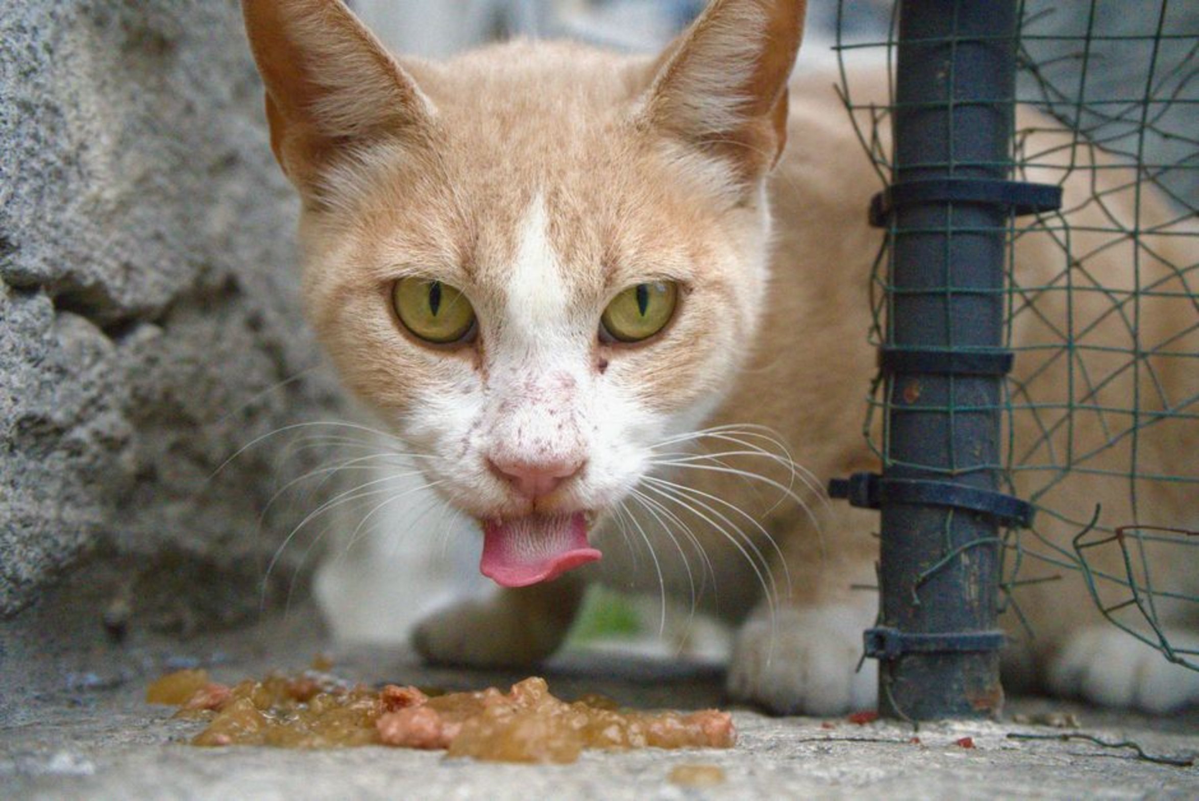 calm cat eating calm cat eating