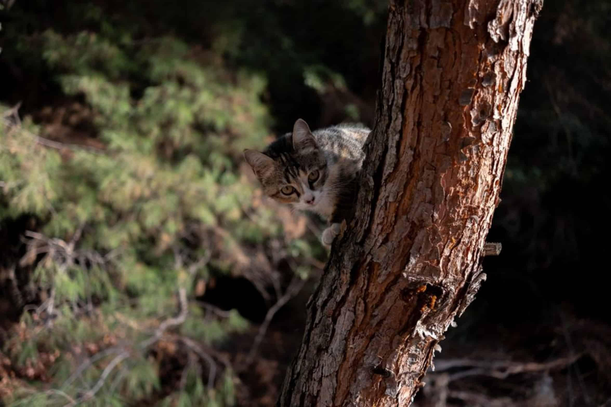 cat in tall tree cat in tall tree