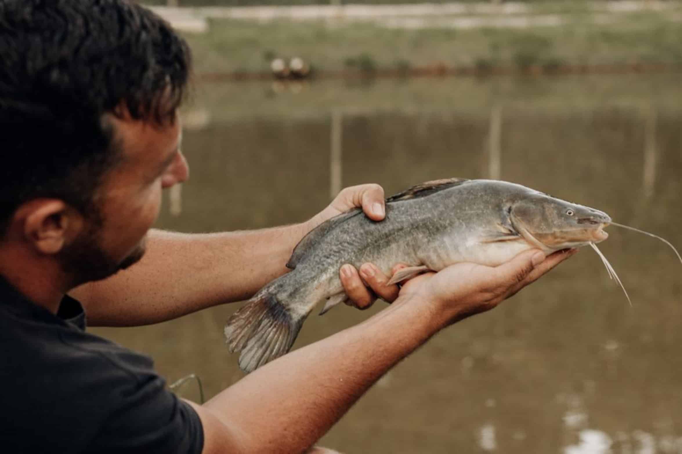 catfish biting bait catfish biting bait
