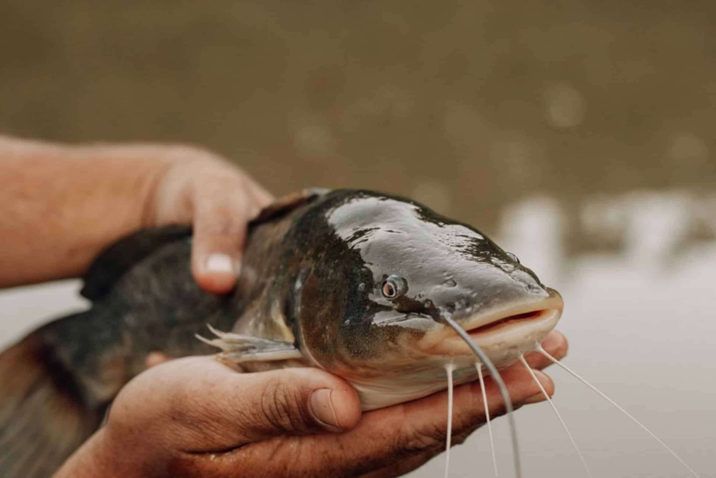 catfish boat angler catfish boat angler