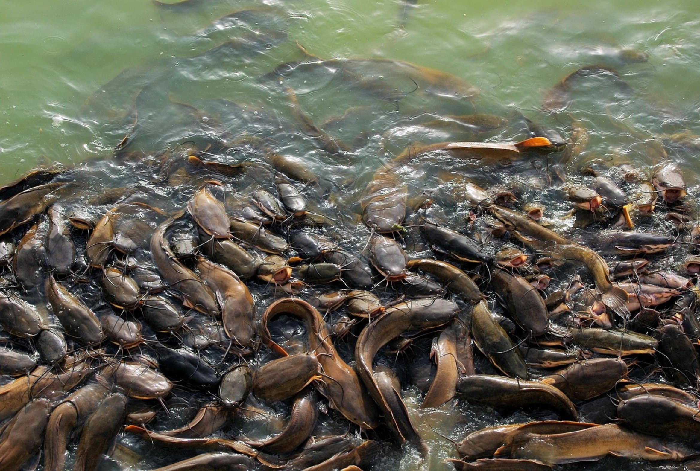catfish farm water catfish farm water