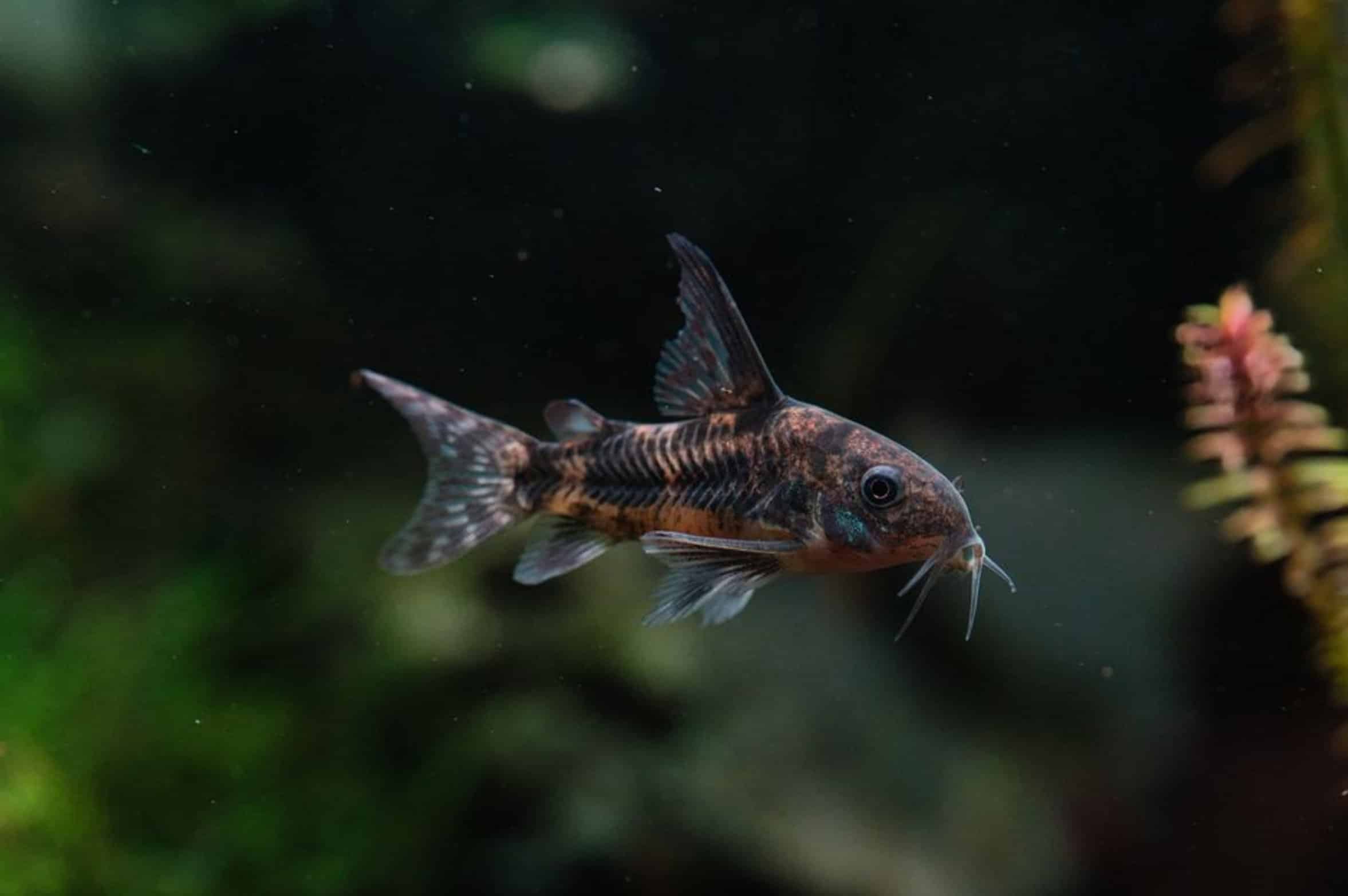 catfish swimming water catfish swimming water