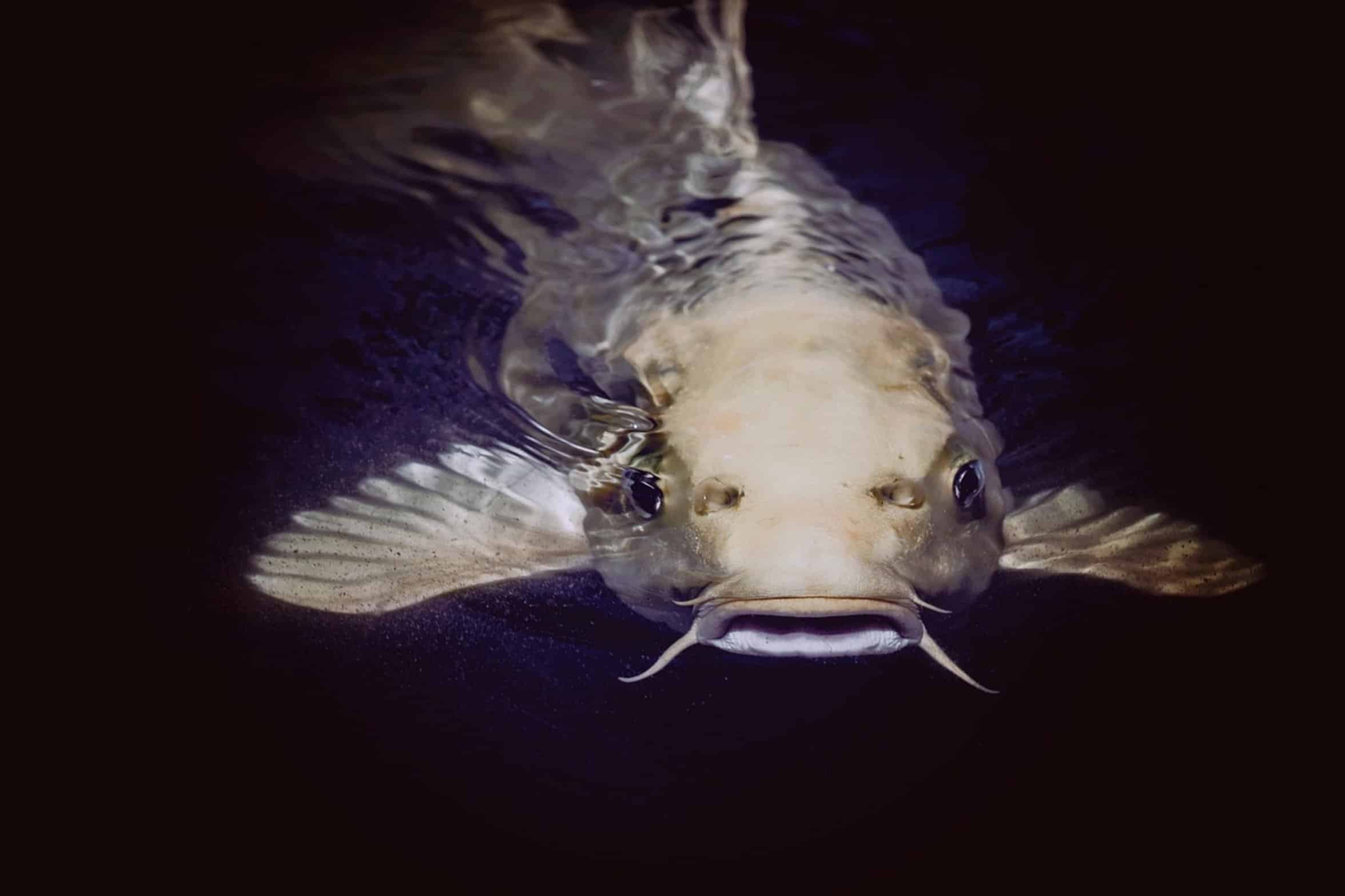 catfish whiskers close up catfish whiskers close up