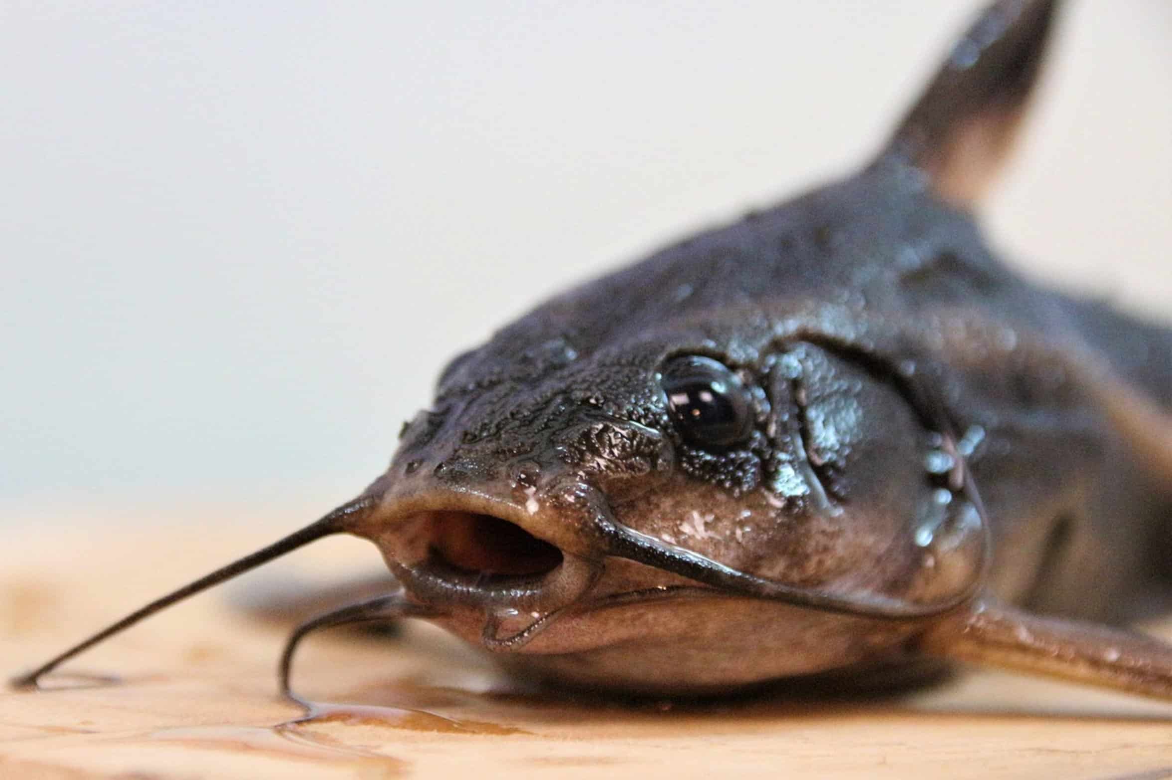 cooked catfish texture cooked catfish texture