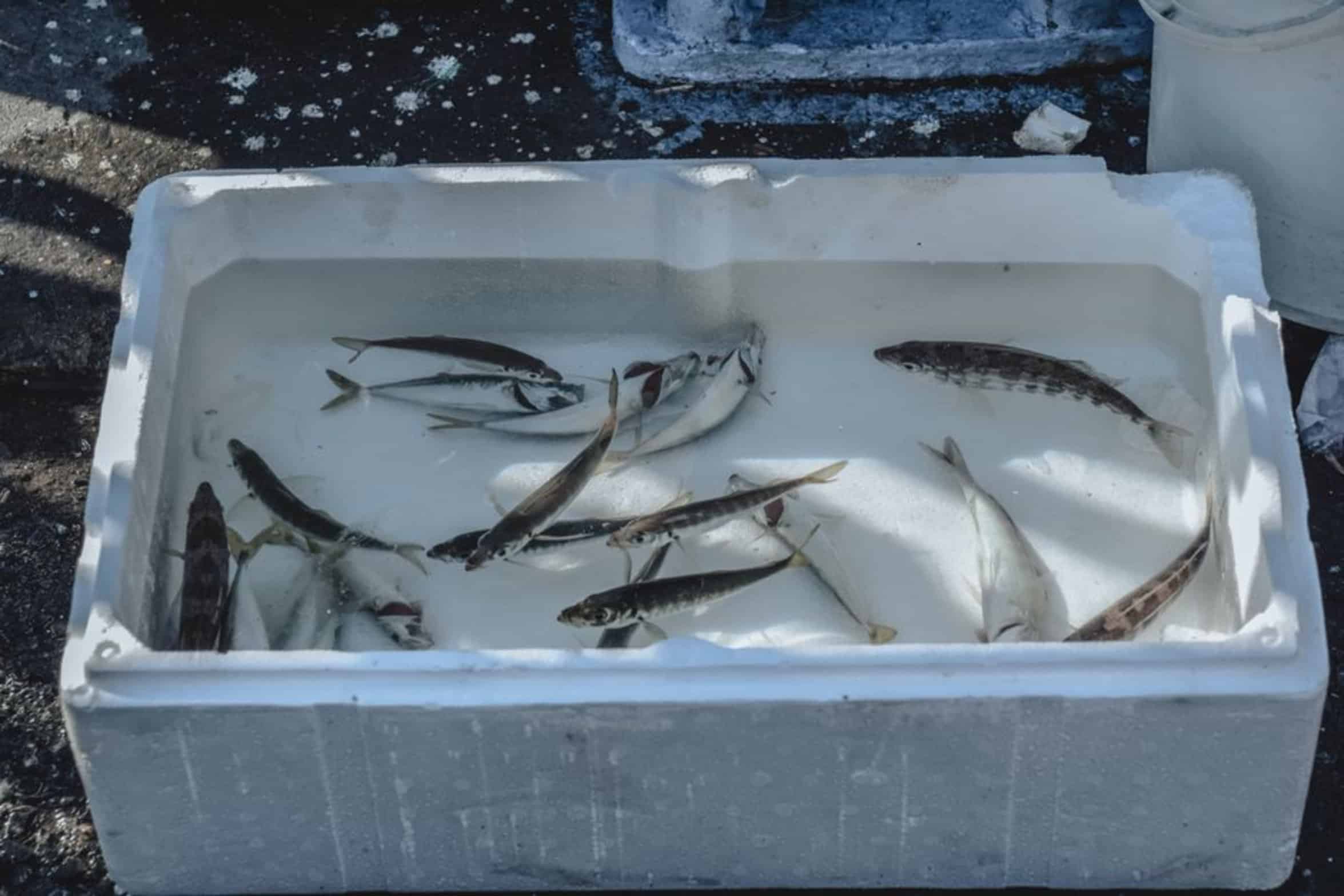 cooler with ice fishing cooler with ice fishing