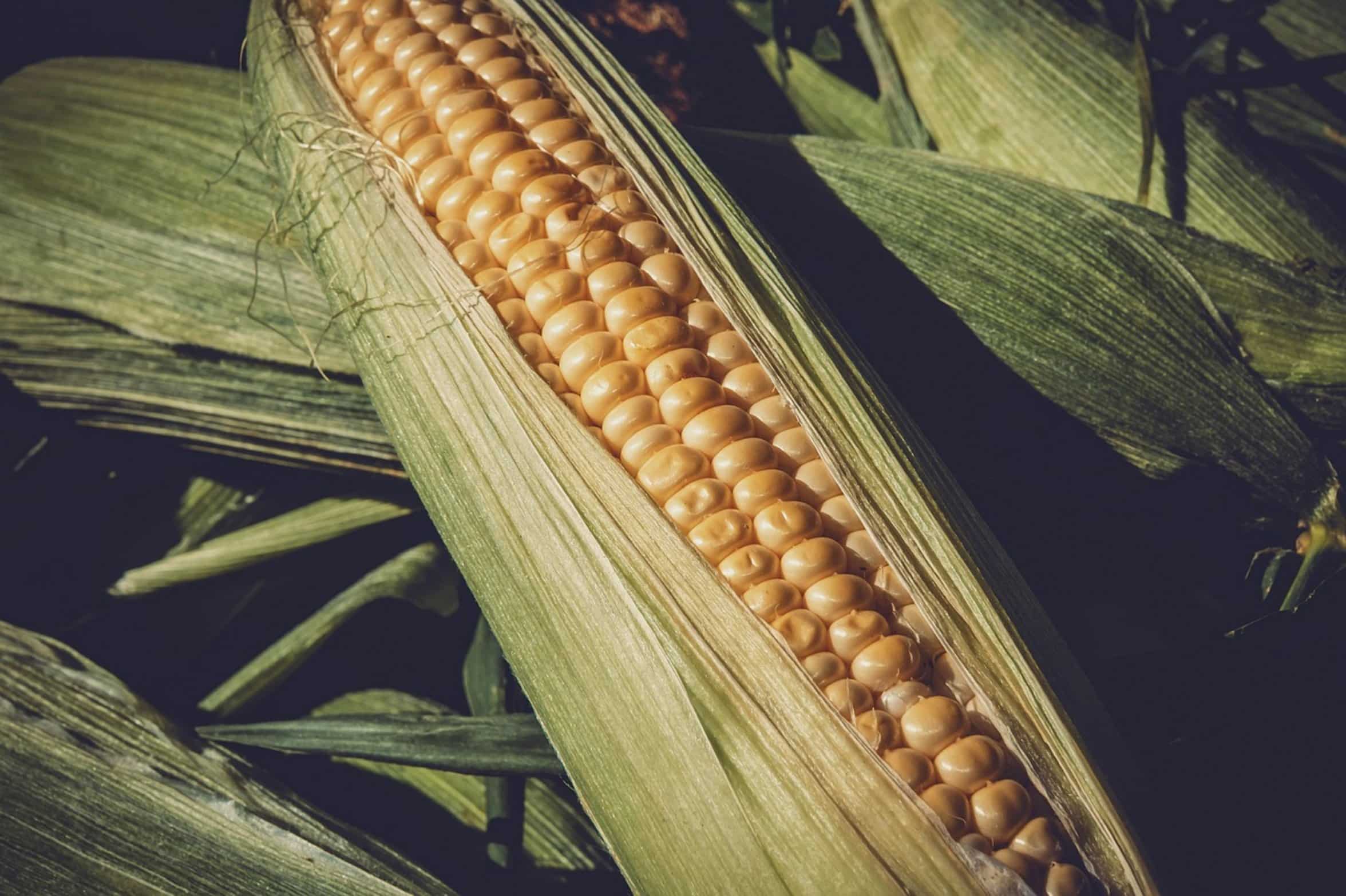 corn kernels hook corn kernels hook