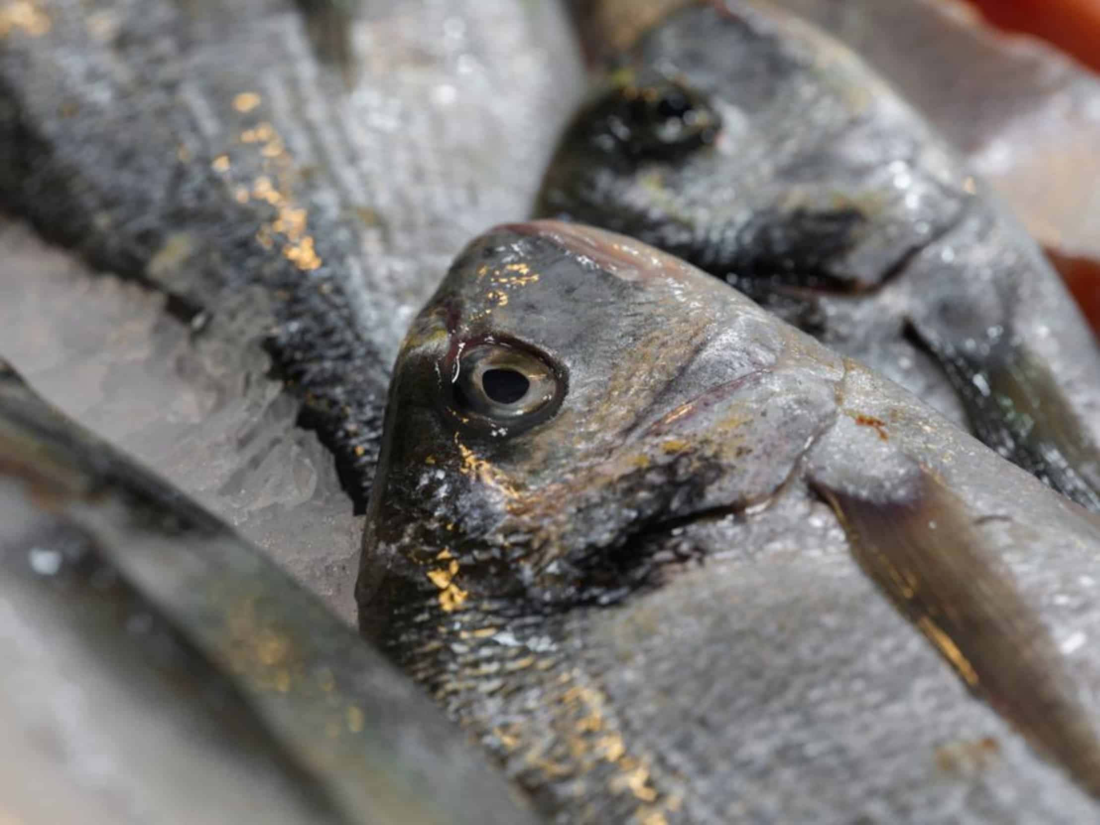 fresh fish fillets on ice fresh fish fillets on ice