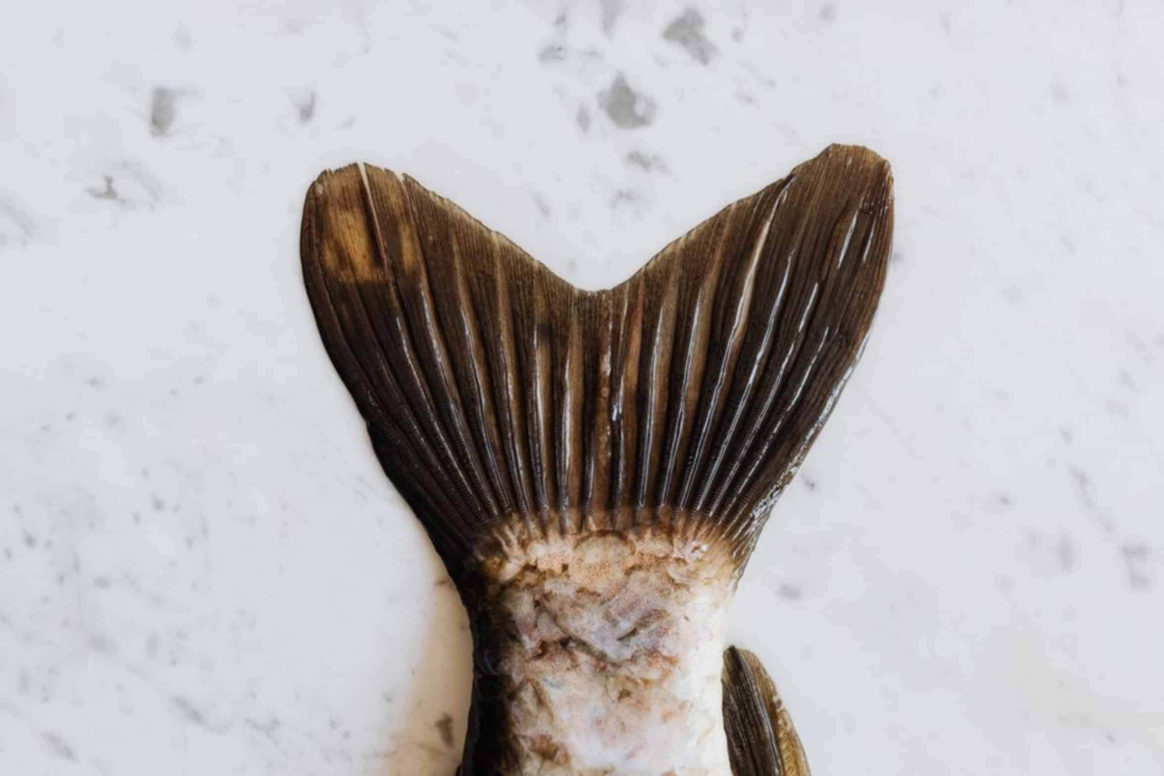 fresh white fish fillet fresh white fish fillet