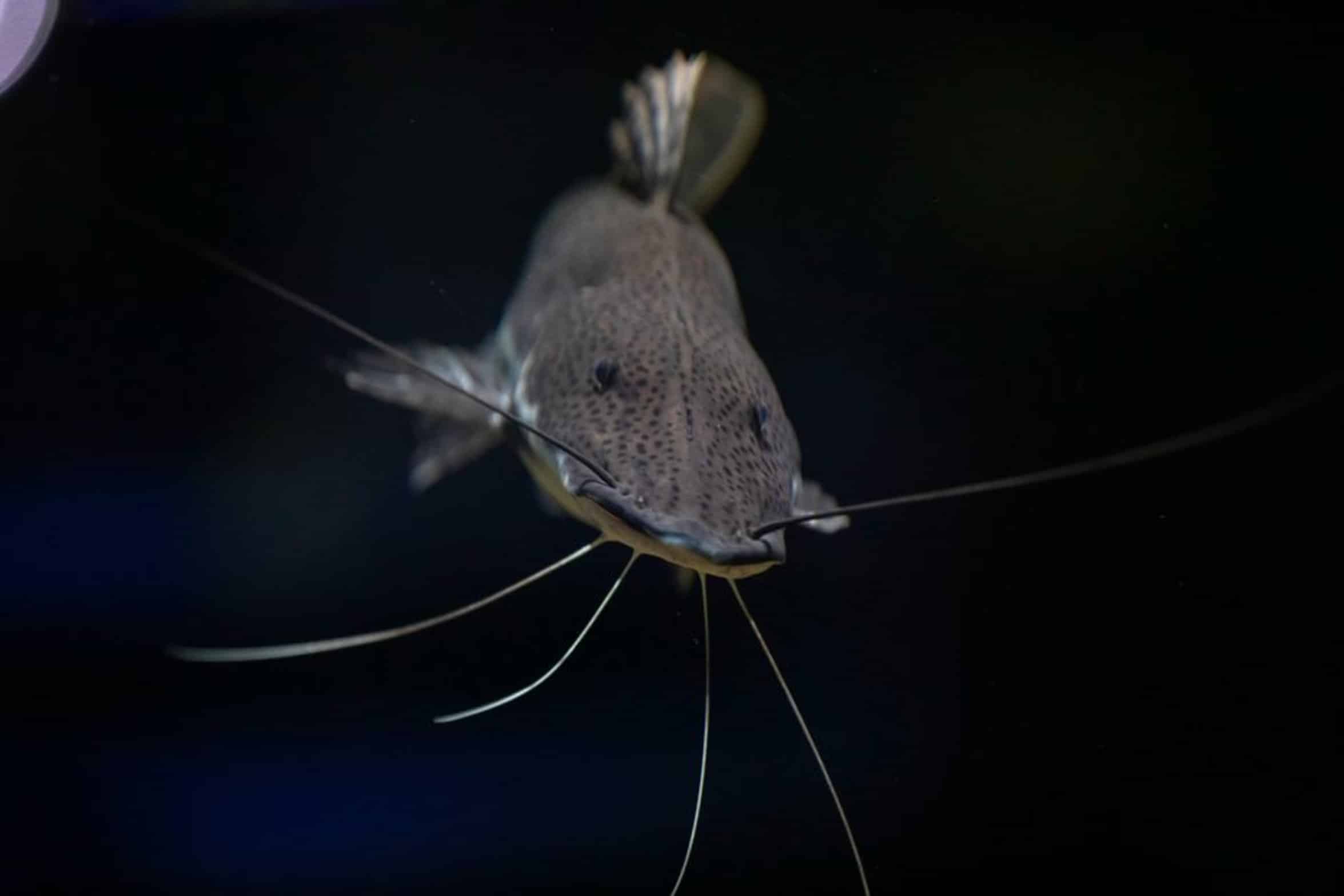 large catfish on hook large catfish on hook