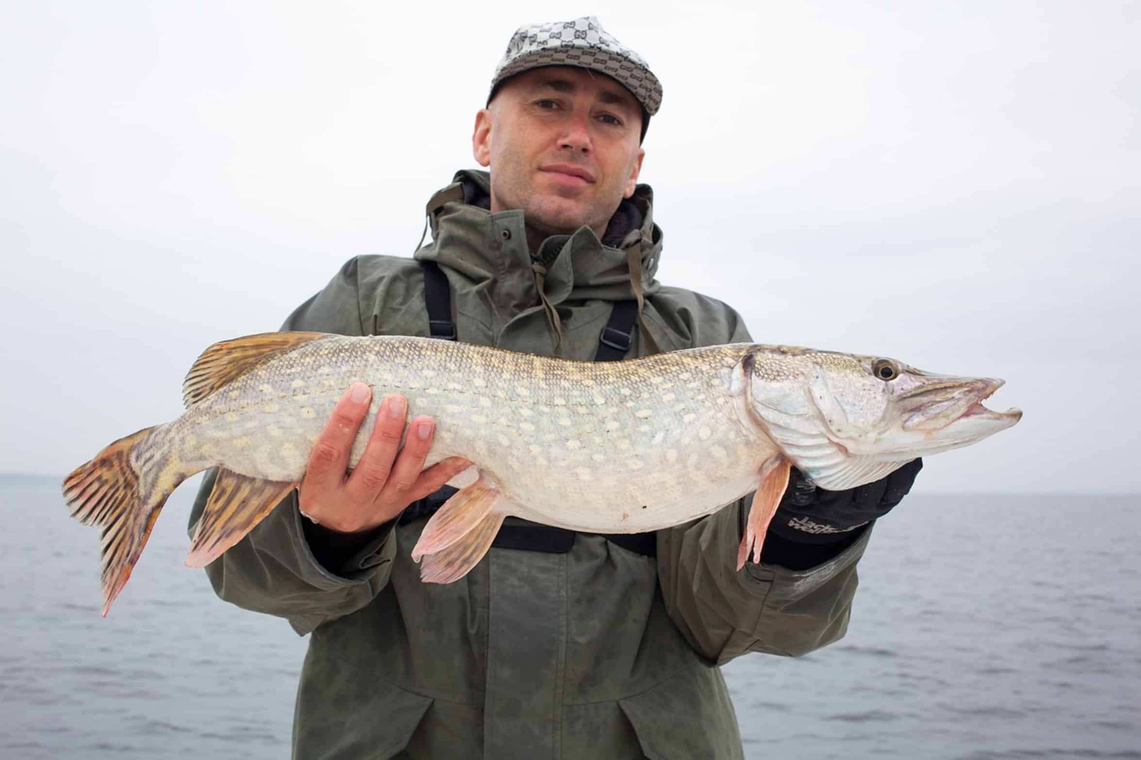 live bait fish in water live bait fish in water