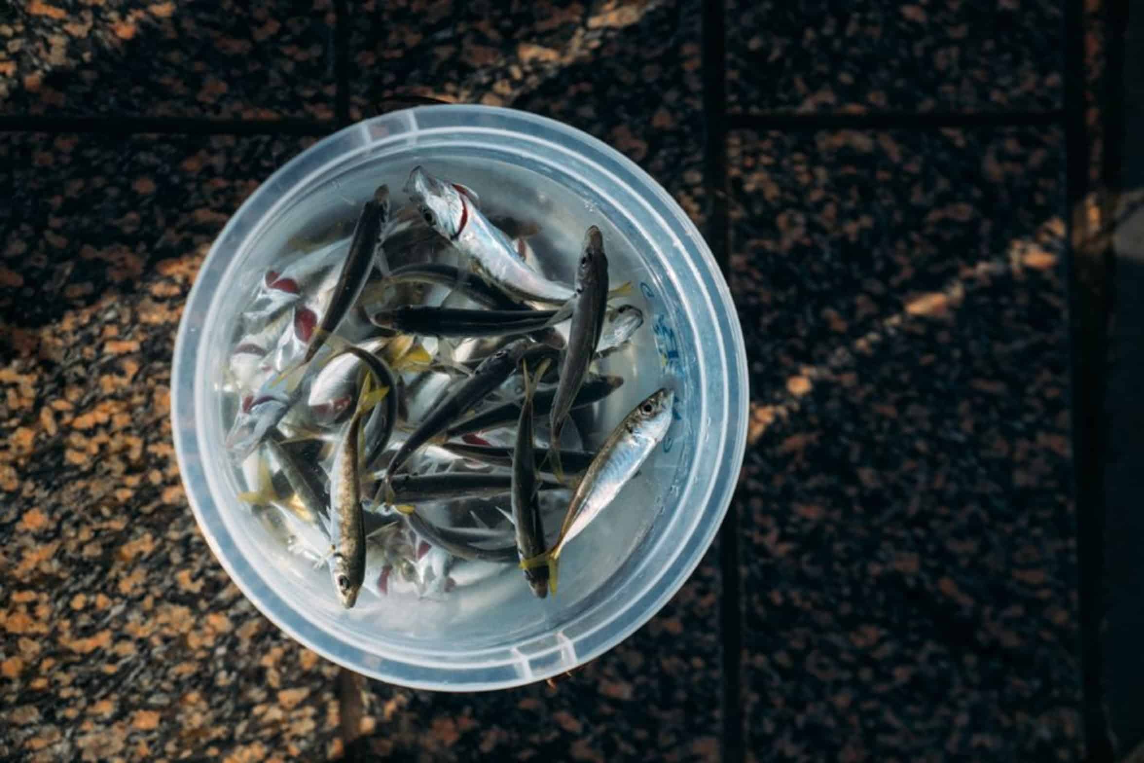 live shad bait bucket live shad bait bucket