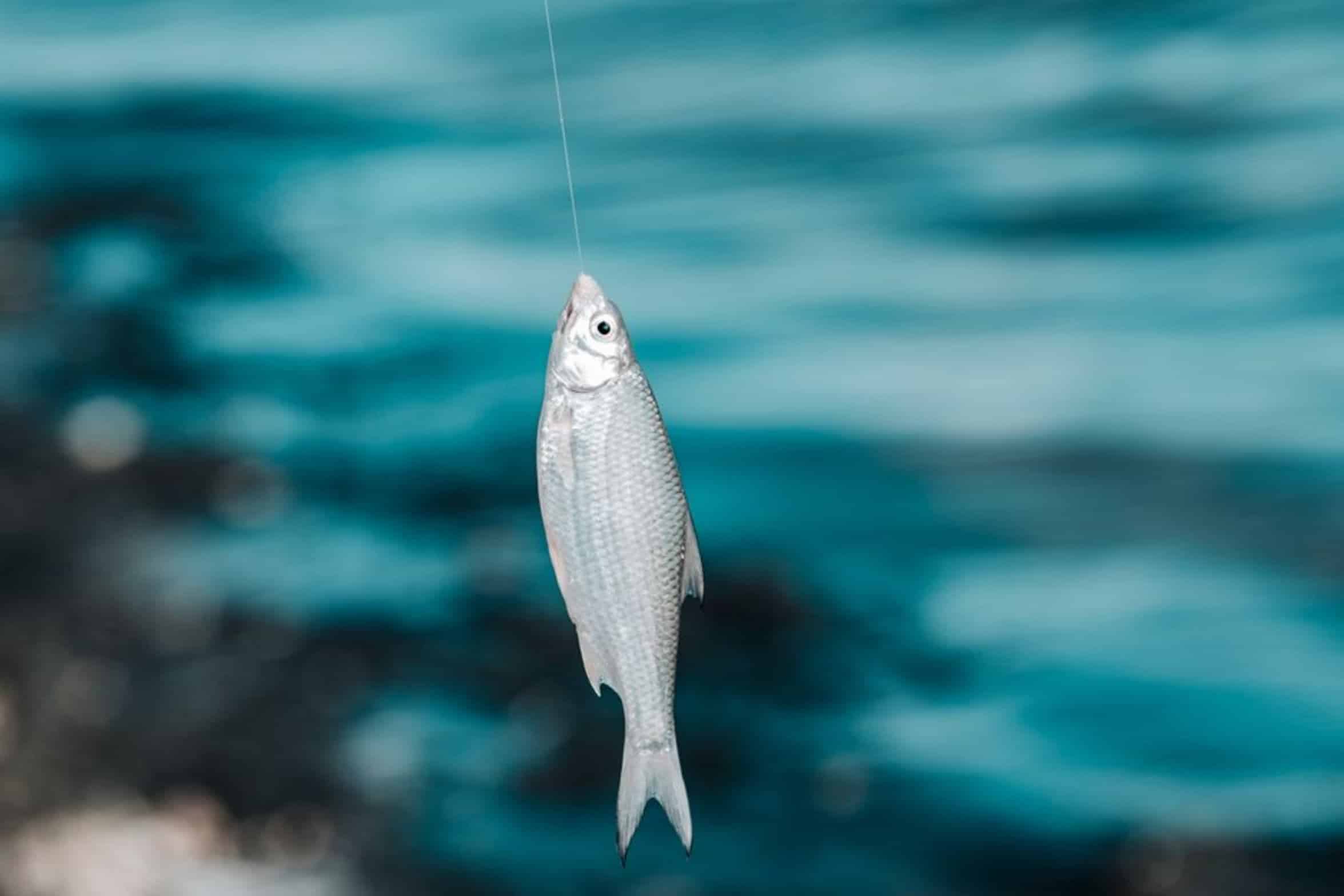 nightcrawler worm fishing hook nightcrawler worm fishing hook