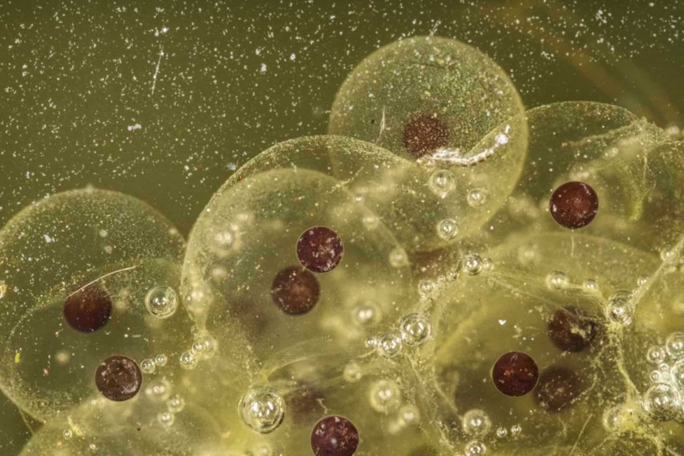 pleco eggs in cave pleco eggs in cave