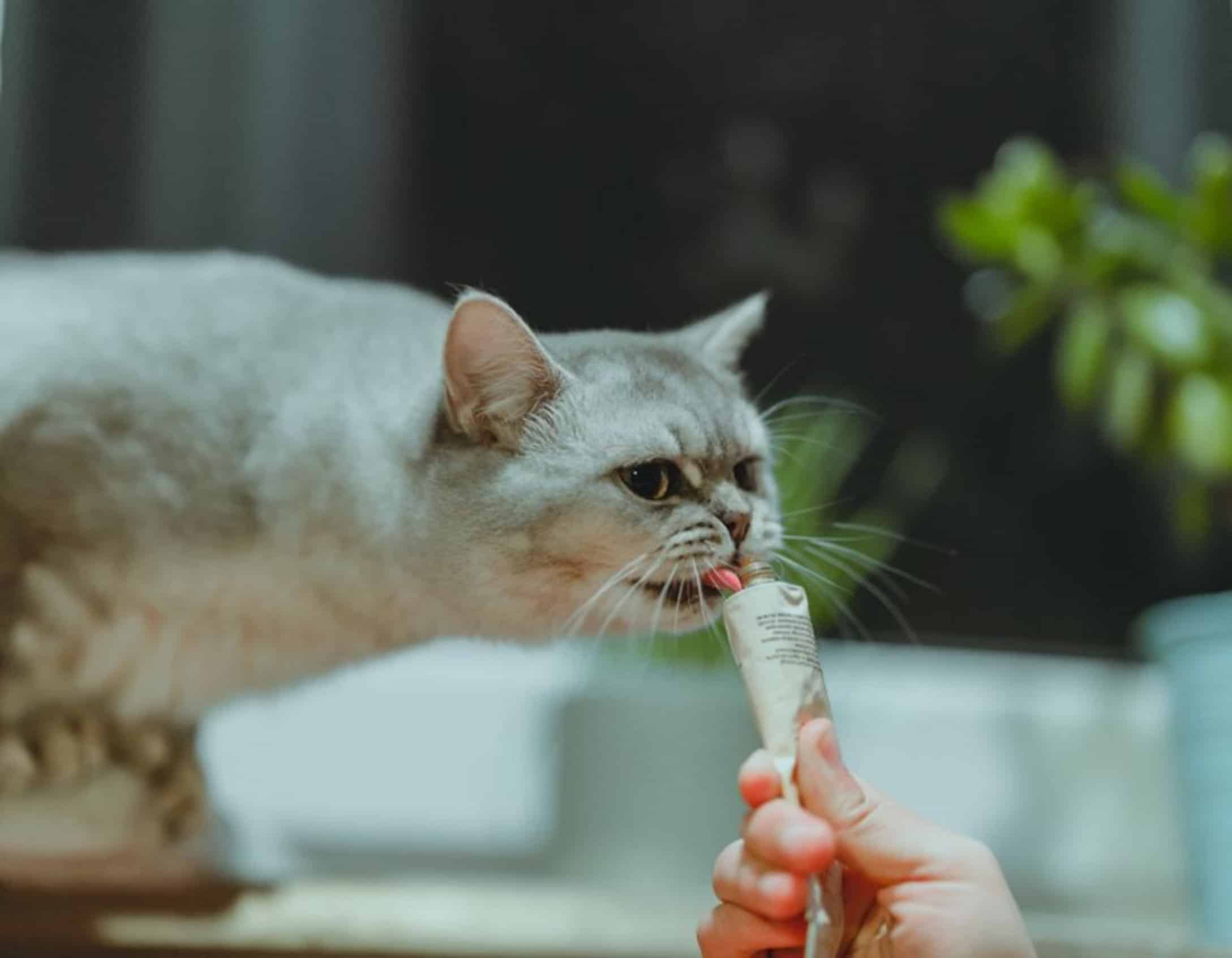 sticky cat treat sticky cat treat