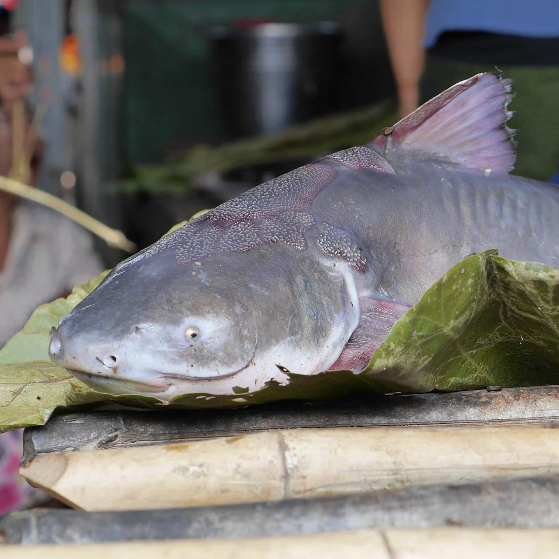 swai fish market swai fish market